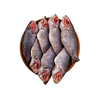 Koi IQF  500gm