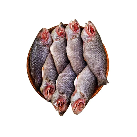 Koi IQF  500gm