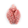 Lamb Brain 5LB Bulk Family Pack Cut & Clean Professionally (Ready to Cook)