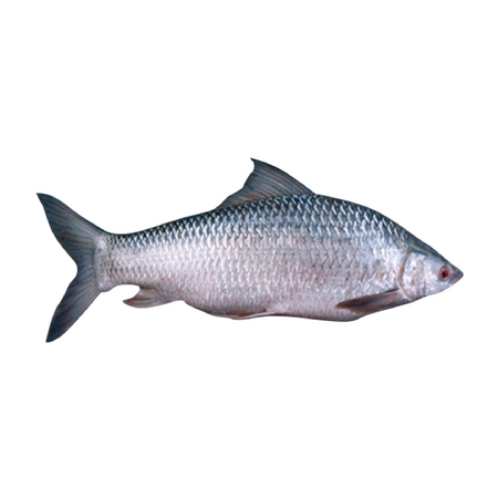 Mrigel 2/3 kg