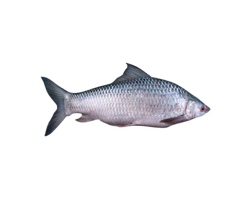 Mrigel 2/3 kg