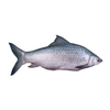 Mrigel 3/4 kg