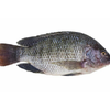 Tilapia 1kg