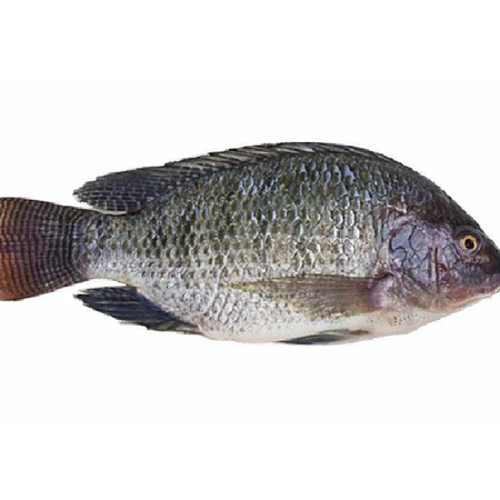 Tilapia 1kg
