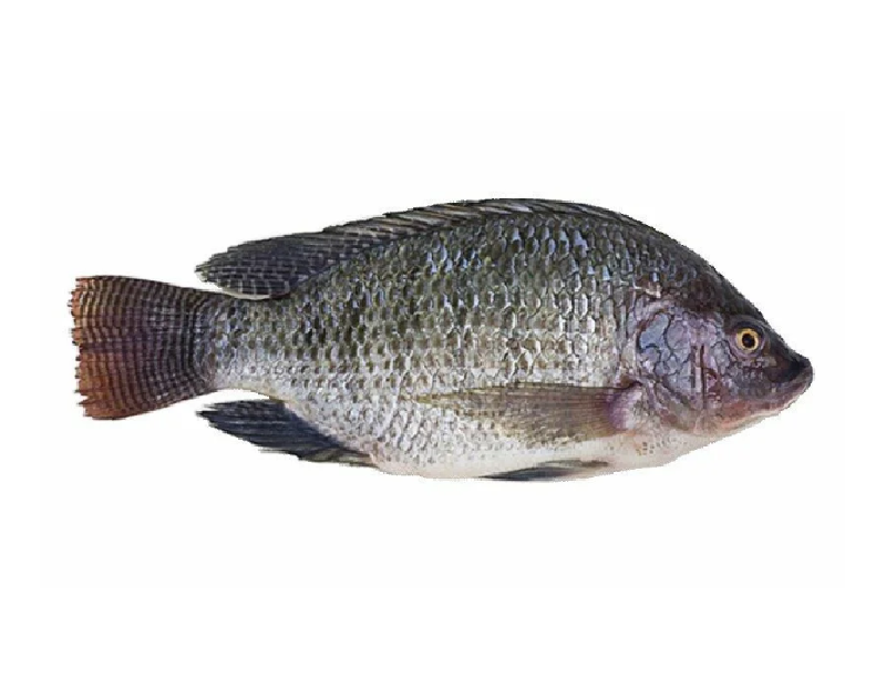 Tilapia 1kg